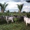 Naturaleza de Colombia. Departomento Caqueta