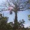 Flora Caquetena. Ceiba Centernaria. Las Doradas. Caqueta