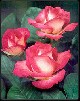 Роза Карнавал - Виртуальные цветы на открытках